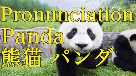 panda pronunciation|how do you spell panda.